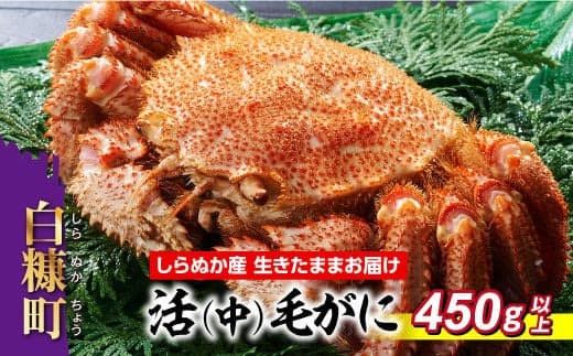 しらぬか産 活中サイズ毛がに 450g以上 毛ガニ 毛がに カニ かに 蟹 ふるさと納税 ふるさとチョイス 北海道 白糠町_I055-0562