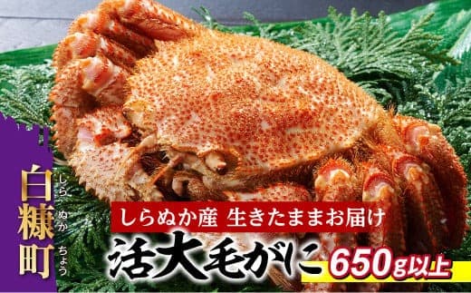 しらぬか産 活大サイズ毛がに 650g以上 毛ガニ 毛がに カニ かに 蟹 ふるさと納税 ふるさとチョイス 北海道 白糠町_I084-0558