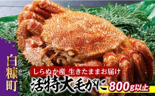 しらぬか産 活特大サイズ毛がに【800g以上】_I100-0564