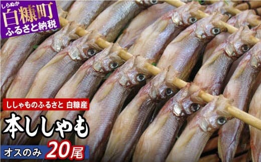 しらぬか産 本ししゃも オス 20尾 ししゃも シシャモ 魚 魚介 国産 北海道 北海道産 ふるさと納税_A012-1024