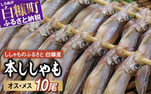 しらぬか産 本ししゃも 10尾 オスメス 各5尾 ししゃも シシャモ 子持ちししゃも 卵 魚卵 魚 魚介 国産 北海道 北海道産 ふるさと納税_A008-1078