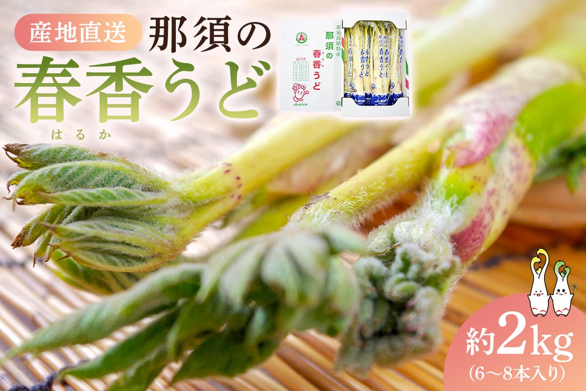 【数量限定】JAなすの産地直送 那須の春香うど 1箱(約2kg/6~8本入り) ns084-003 【山菜 旬野菜 特産品 名産品 独活 ウド 天ぷら】 (管理コード:ns084-003)