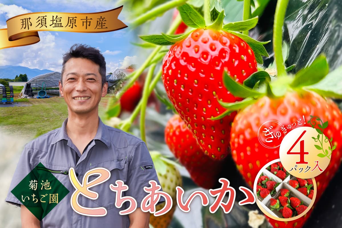 菊池いちご園 とちあいか 那須塩原市産 4パック入り ns024-001 【いちご 果物 フルーツ とちあいか デザート 甘い 国産】(管理コード:ns024-001 )