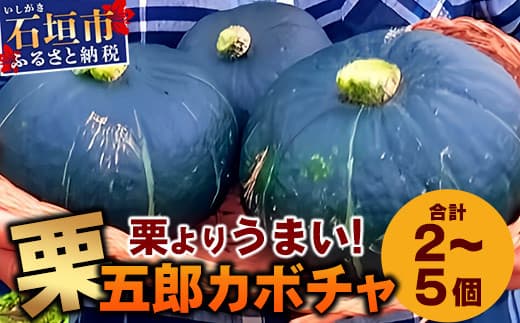 高級カボチャ「栗五郎」サイズ色々2-5個、お得セット!農薬を使わないシリカ水栽培 (1月~5月順次発送) OI-13