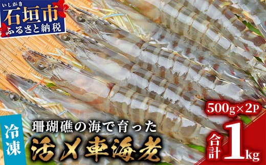 車えび1kg【冷凍】50尾 ~ 65尾 沖縄県 石垣島 石垣市 クルマエビ くるまえび Sサイズ【嬉しい真空パック】BE-6