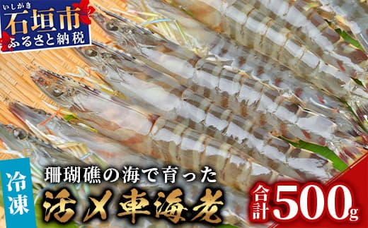 車えび500g【冷凍】25尾 ~ 33尾 沖縄県 石垣島 石垣市 クルマエビ くるまえび Sサイズ【嬉しい真空パック】エビ 海老 えび BE-5