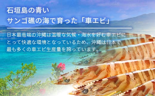 車えび1kg【冷凍】50尾 ~ 65尾 沖縄県 石垣島 石垣市 クルマエビ くるまえび Sサイズ【嬉しい真空パック】BE-6