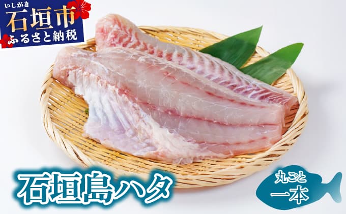 石垣島 ハタ 丸ごと1本 | 勝水産 ミーバイ ヤイトハタ 沖縄県石垣市 石垣 沖縄 石垣市 石垣島 KS-13