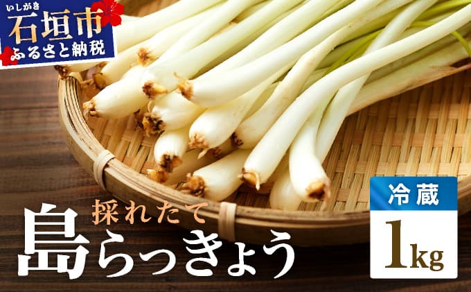 ≪2026年2月下旬~5月下旬発送≫採れたて島らっきょう 1kg OK-01