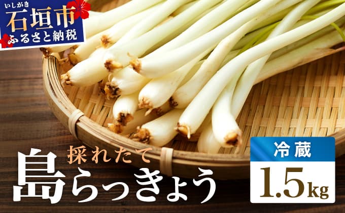 ≪2026年2月下旬~5月下旬発送≫採れたて島らっきょう 1.5kg OK-02