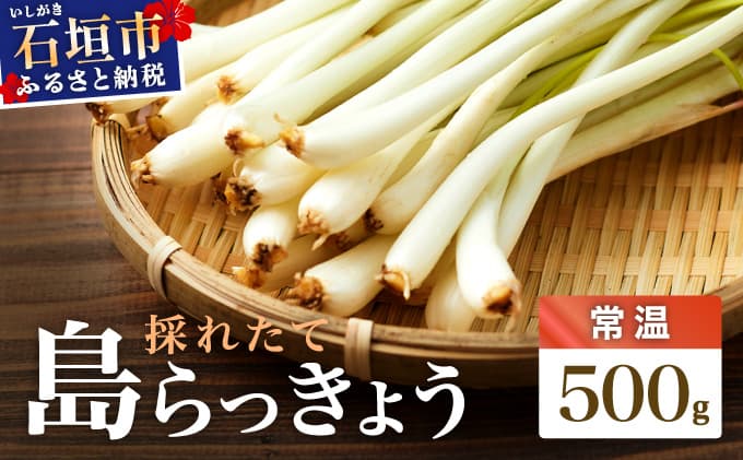 ≪2026年2月下旬~5月下旬発送≫採れたて島らっきょう 500g OK-004